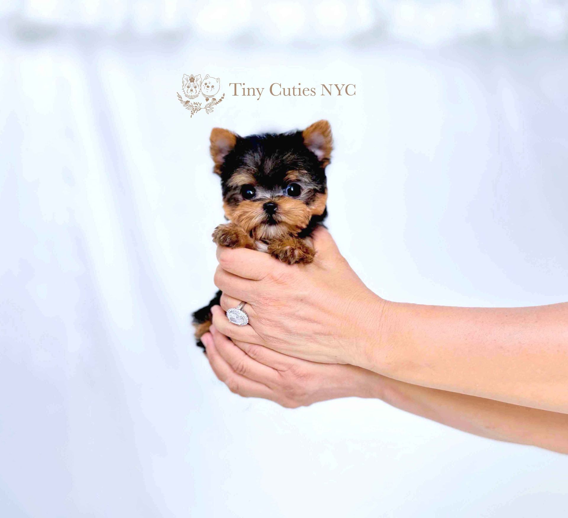 Fashion teacup yorkie fully grown